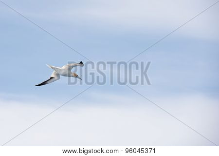 Northern Gannet In Flight