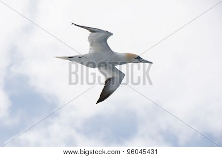 Northern Gannet In Flight