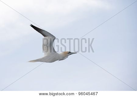 Northern Gannet In Flight