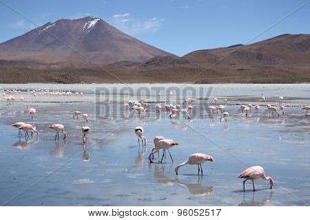 Flamingos in Lagoon Hedionda, Bolivia, Atacama desert
