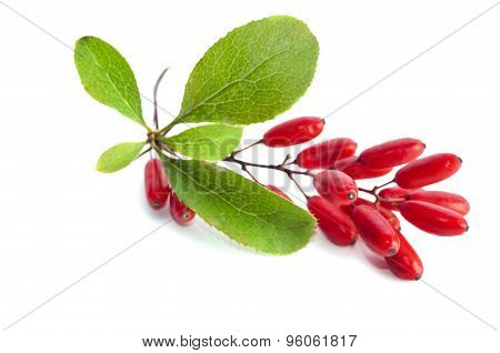 Ripe Barberries Isolated On White Background