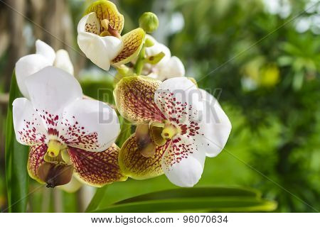Asian Vanda Orchid