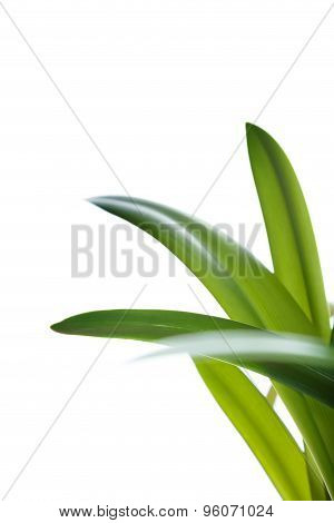 Long Green Leaves On White Background As Design Element