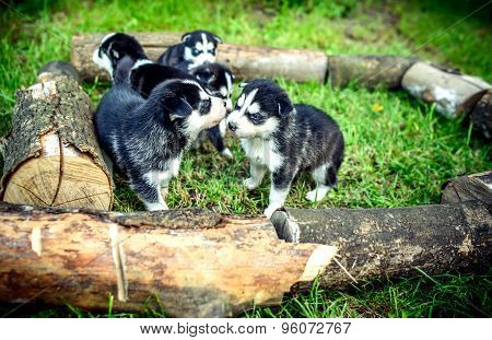 Pretty Little Husky Puppies Outdoor In The Garden