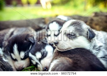 Pretty Little Husky Puppies Outdoor In The Garden