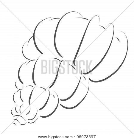 Sketched seashell.