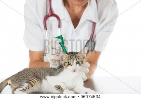 Veterinary Clinic With A Kitten