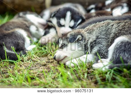 Pretty Little Husky Puppies Outdoor In The Garden