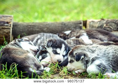 Pretty Little Husky Puppies Outdoor In The Garden