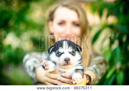 Pretty Little Husky Puppy Outdoor In Womans Hands