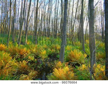 fern in the forest