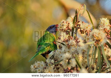 Australian Rainbow Lorikeet