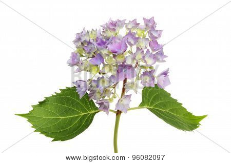 Hydrangea