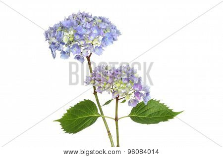 Hydrangea Flowers