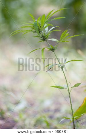 Cannabis-hash