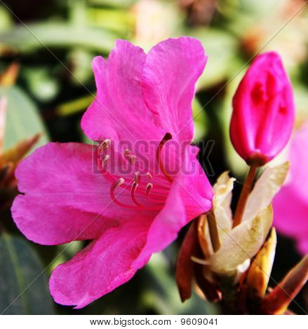 Blooming Red Rhododendron