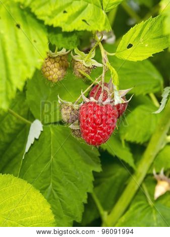 Raspberry (rubus Idaeus)