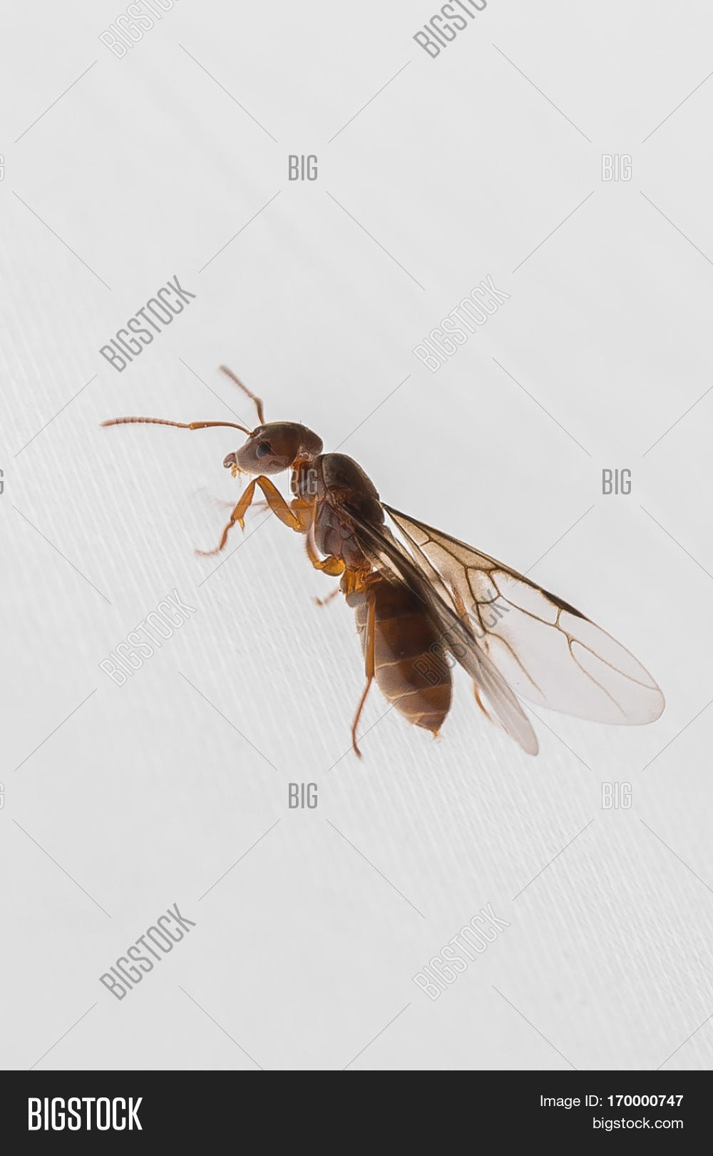 Male Ant Wings Ready Image & Photo (Free Trial) Bigstock