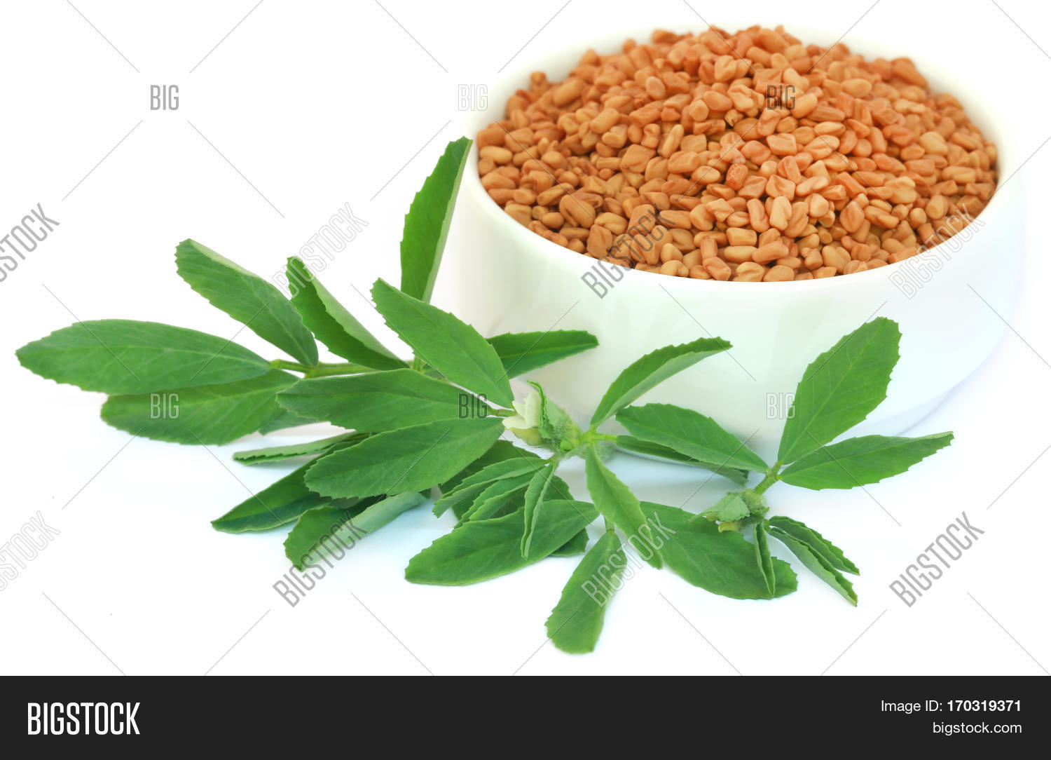 Fenugreek Leaves Seeds Image & Photo (Free Trial) Bigstock