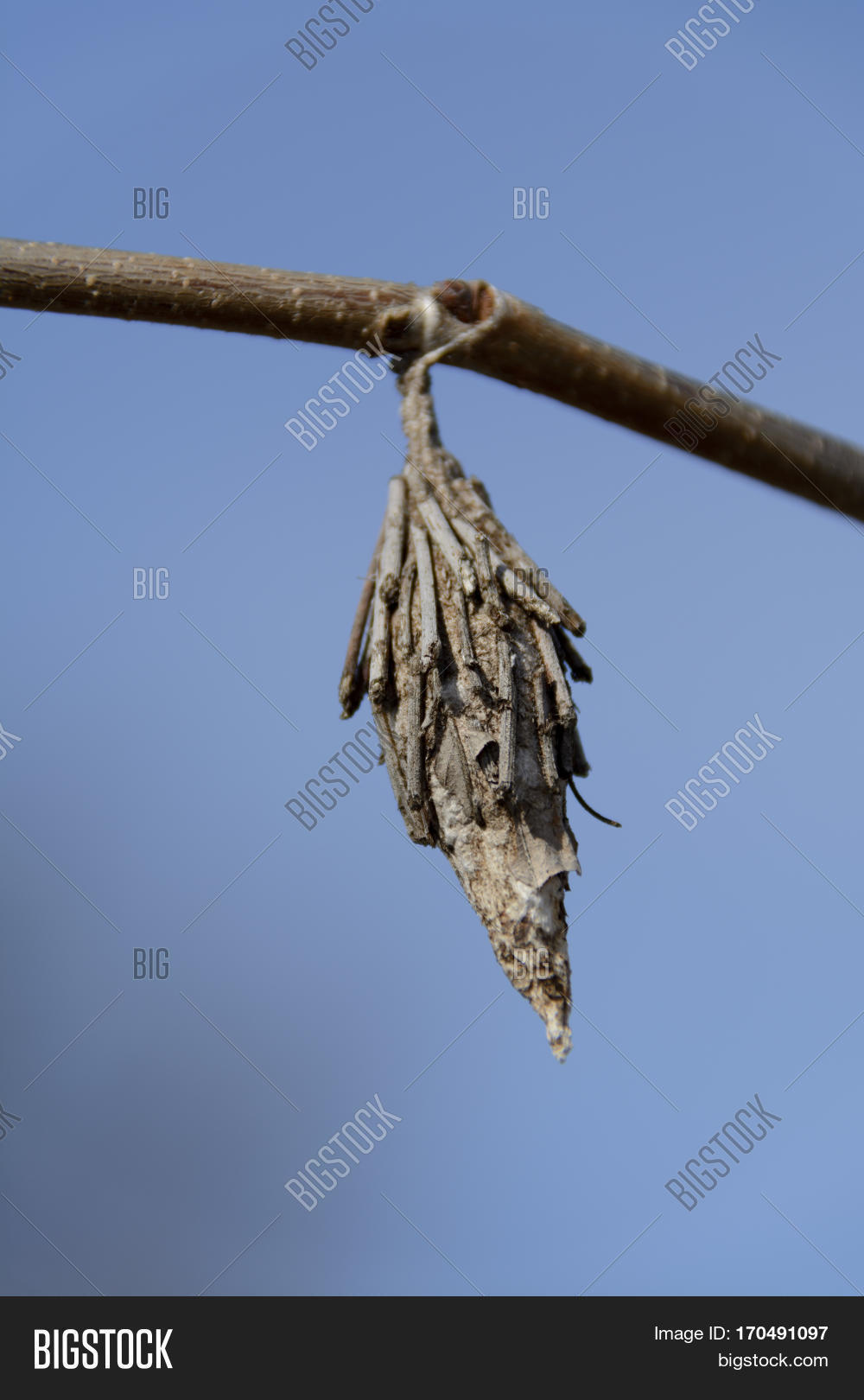 Cocoon Bagworm ( Image & Photo (Free Trial) Bigstock