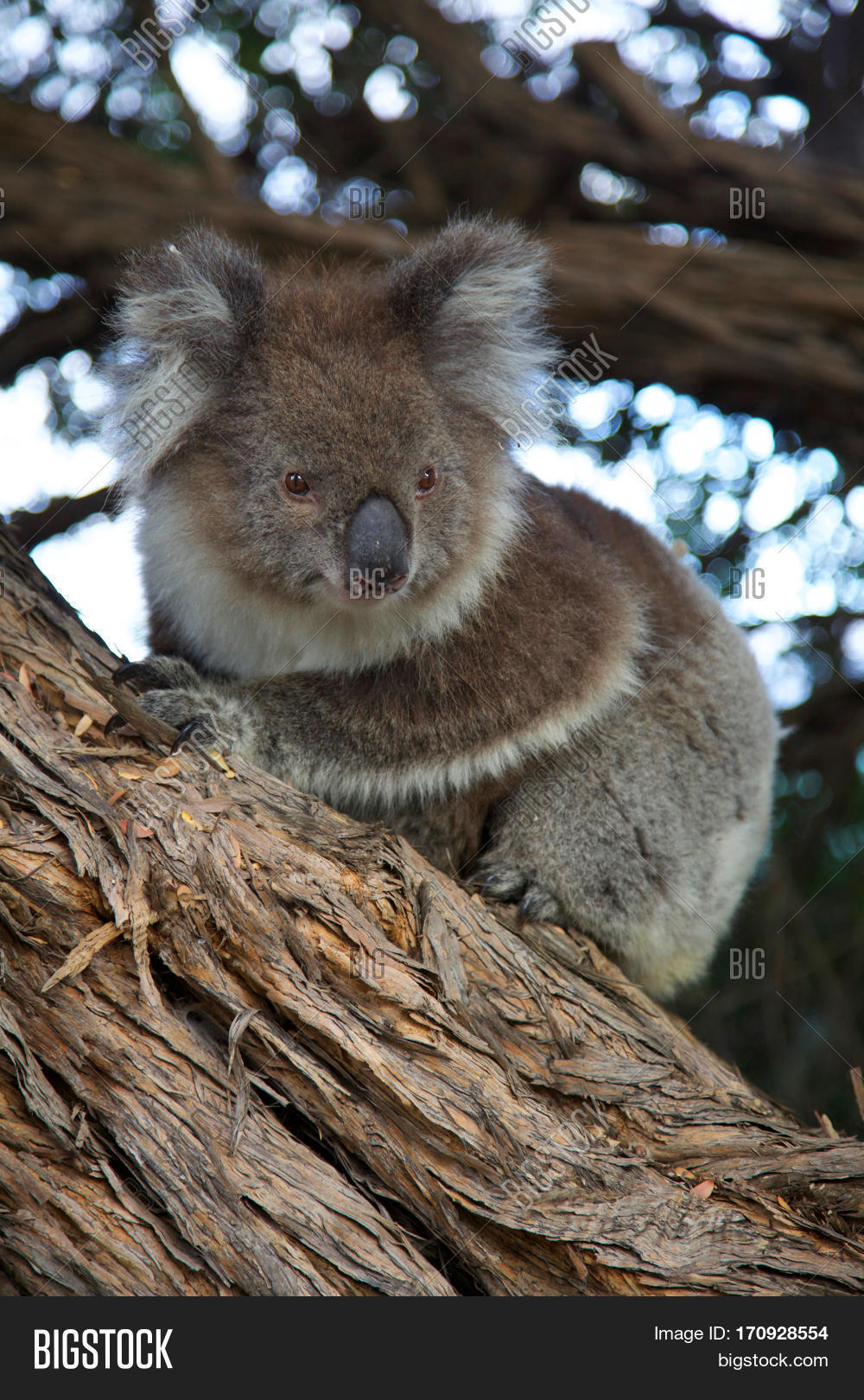 Australian Koala Tree Image & Photo (Free Trial) Bigstock