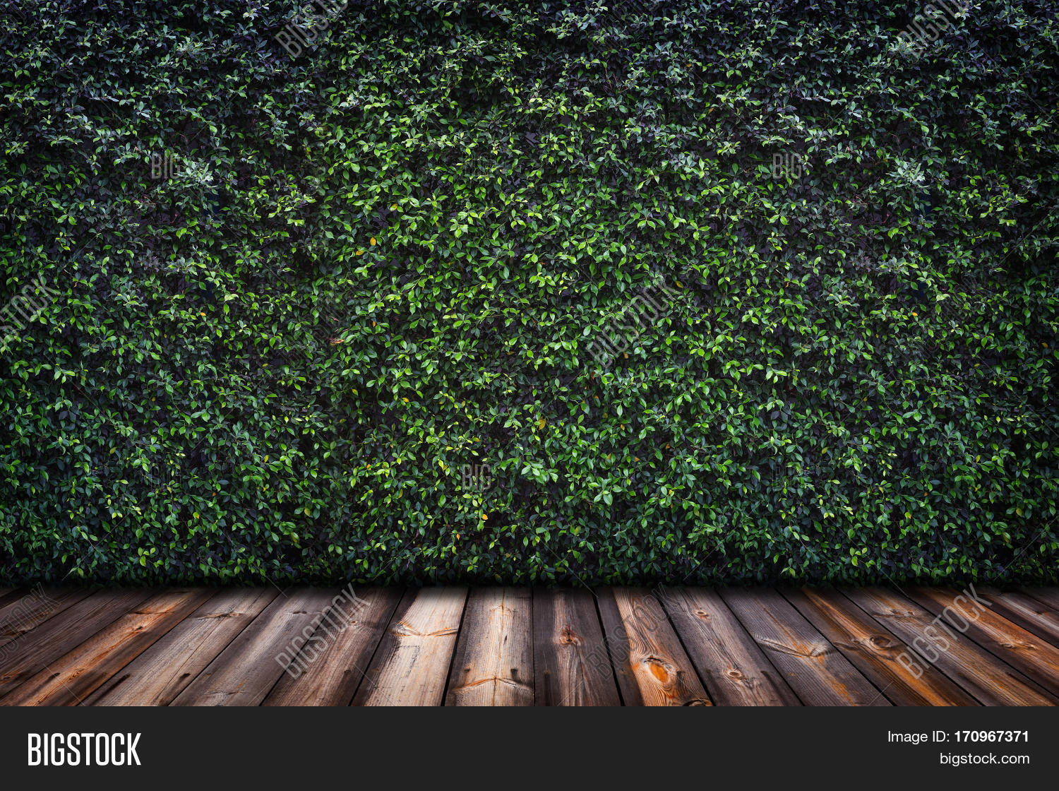 Backdrop Green Leaves Image & Photo (Free Trial) Bigstock