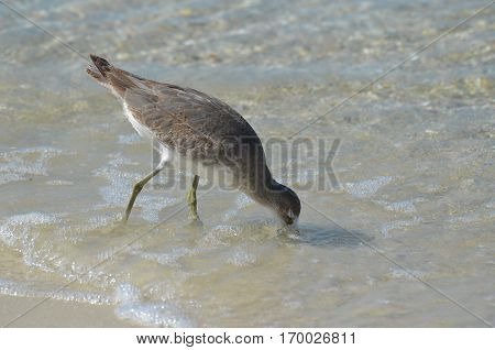 Shorebird fishing in shallow water off the beach.