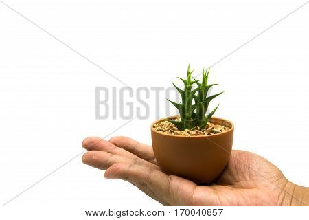 Cactus one on white background and isolated