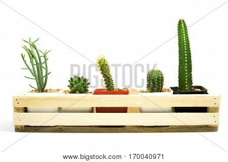 Cactus collection on white background and isolated