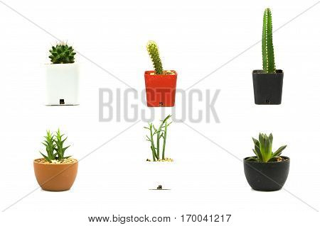 Cactus collection on white background and isolated