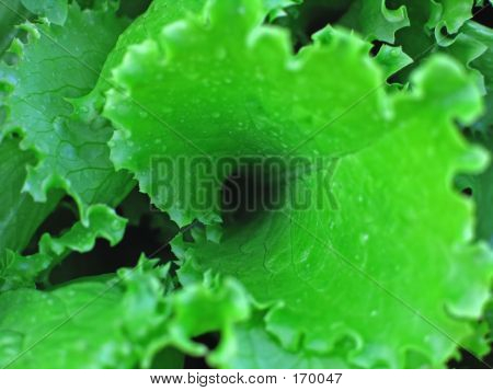 Leaf Of Salad