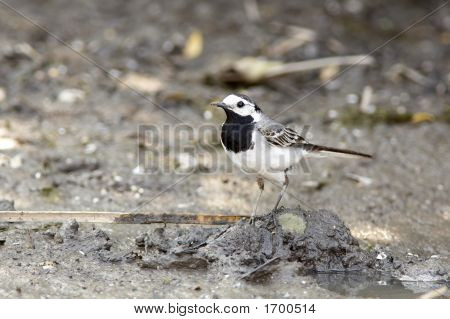 Kis madár/billegető/Motacilla Alba