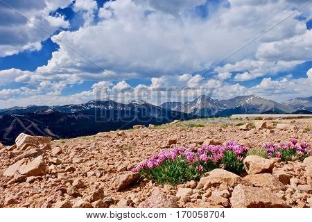 Alpine pink Clover flowers on mountains. Trifolium alpinum or Mountain Clover at Monarch Pass near Denver. Colorado. United States.