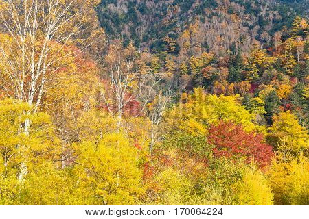 Autumn forest