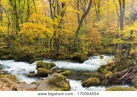 Waterfall in Oirase stream at Towada