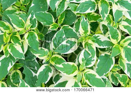 Golden pothos or devil's ivy ornamental plants in thailand.
