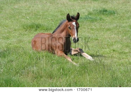 Nuori varsa makaa ruoho