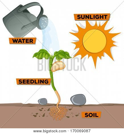 Diagram showing plant growing from water and sunlight illustration