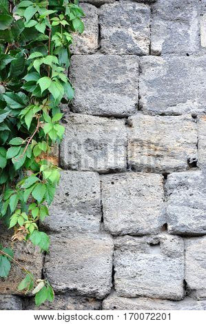 Vine Leaves On Wall