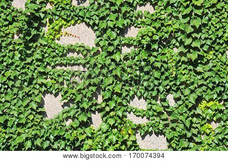 Hedera Plant On Stone Wall
