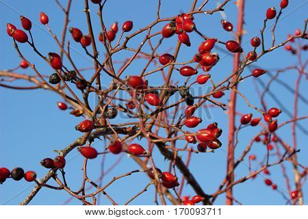 Ripe red hips in winter with blue sky in the background