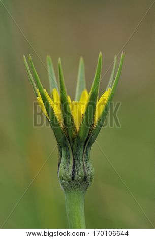 Goatsbeard - Tragopogon pratensis
Part opened flower showing long bracts