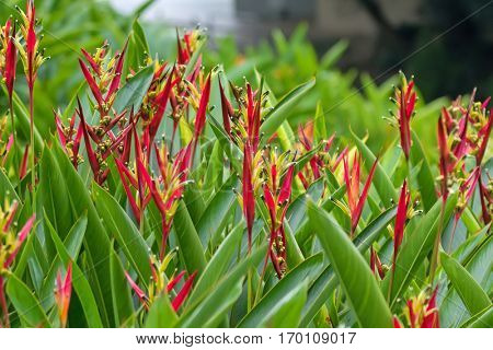 Closeup photo of colorful Heliconia psittacorum Lizette yellow red flowers in the garden in Singapore (Costus speciosus)