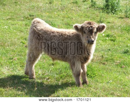 Highland ko kalv A