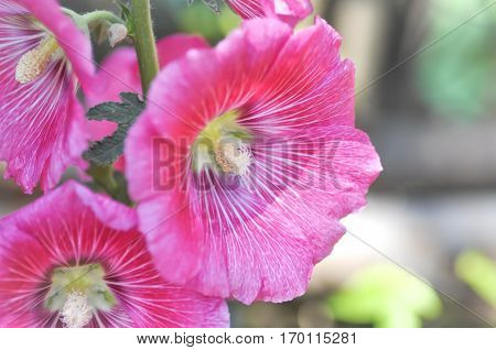 pink Hollyhock flower in the garden (Alcea Rosea)