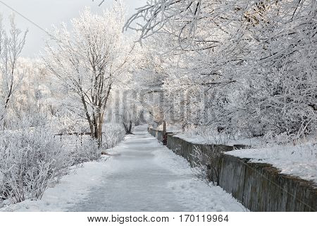 Winter landscape of frosty trees, white snow in city park. Trees covered with snow.Kiev, Ukraine