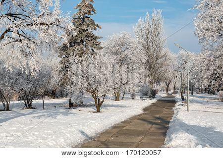 Winter landscape of frosty trees, white snow in city park. Trees covered with snow.Kiev, Ukraine