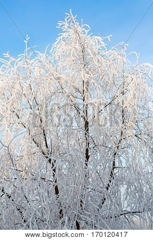 Winter landscape of frosty trees, white snow in city park. Trees covered with snow.Kiev, Ukraine