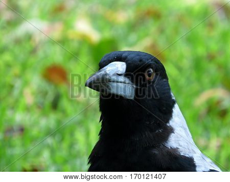 Close-up of an Australian magpie bird face and beak