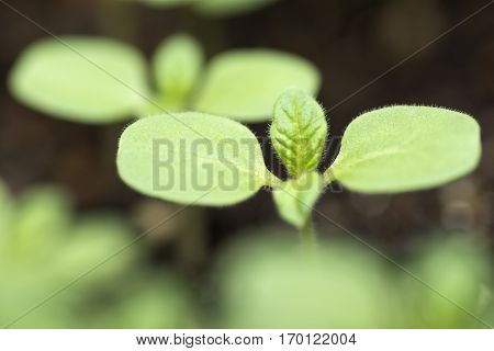 Sesame first leaves to appear after the cotyledon